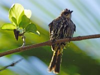 Bulbul 5